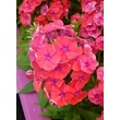 Kép 1/3 - Phlox paniculata 'Flame Coral' - Bugás lángivrág (narancsos rózsaszín)