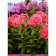 Kép 2/3 - Phlox paniculata 'Flame Coral' - Bugás lángivrág (narancsos rózsaszín)