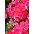 Kép 3/3 - Phlox paniculata 'Flame Coral' - Bugás lángivrág (narancsos rózsaszín)