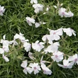 Kép 3/4 - Phlox subulata 'Amazing Grace' - Árlevelű lángvirág (fehér, piros szemmel)
