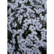 Phlox subulata 'Bavaria' - Halványkék árlevelű lángvirág