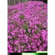 Kép 1/3 - Phlox subulata 'McDaniel's Cushion' - Sötét rózsaszín árlevelű lángvirág