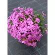 Kép 2/3 - Phlox subulata 'McDaniel's Cushion' - Sötét rózsaszín árlevelű lángvirág