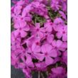Phlox subulata 'McDaniel's Cushion' - Sötét rózsaszín árlevelű lángvirág