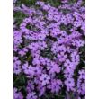 Phlox subulata 'Purple Beauty' - Árlevelű lángvirág (bíborlila)