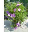 Kép 4/9 - Phlox subulata 'Purple Beauty' - Árlevelű lángvirág (bíborlila)