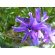 Phlox subulata 'Purple Beauty' - Árlevelű lángvirág (bíborlila)