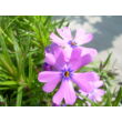Kép 6/9 - Phlox subulata 'Purple Beauty' - Árlevelű lángvirág (bíborlila)