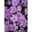 Kép 1/5 - Phlox subulata 'Ronsdorfer Schöne' - Rózsaszín árlevelű lángvirág
