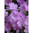 Kép 3/5 - Phlox subulata 'Ronsdorfer Schöne' - Rózsaszín árlevelű lángvirág