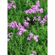 Kép 1/2 - Phlox subulata 'Samson' - Árlevelű lángvirág (lilás-piros)