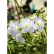 Kép 3/5 - Polemonium 'Stairway to Heaven' - Csatavirág (fehértarka lomb)