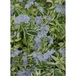 Kép 5/5 - Polemonium 'Stairway to Heaven' - Csatavirág (fehértarka lomb)
