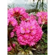 Kép 1/5 - Primula rosea 'Grandiflora' - Rózsakankalin