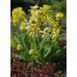 Kép 1/4 - Primula veris 'Cabrillo Yellow' - Sárga tavaszi kankalin