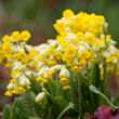 Kép 2/4 - Primula veris 'Cabrillo Yellow' - Sárga tavaszi kankalin
