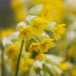 Primula veris 'Cabrillo Yellow' - Sárga tavaszi kankalin