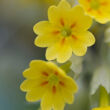 Primula veris 'Cabrillo Yellow' - Sárga tavaszi kankalin