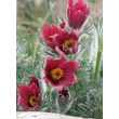 Kép 1/6 - Pulsatilla vulgaris 'Röde Klokke' (syn.: 'Rote Glocke') - Nyugati kökörcsin (piros)