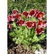 Kép 2/6 - Pulsatilla vulgaris 'Röde Klokke' (syn.: 'Rote Glocke') - Nyugati kökörcsin (piros)