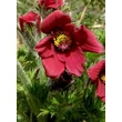 Kép 3/6 - Pulsatilla vulgaris 'Röde Klokke' (syn.: 'Rote Glocke') - Nyugati kökörcsin (piros)