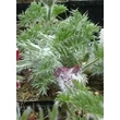 Kép 4/6 - Pulsatilla vulgaris 'Röde Klokke' (syn.: 'Rote Glocke') - Nyugati kökörcsin (piros)
