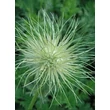 Kép 5/6 - Pulsatilla vulgaris 'Röde Klokke' (syn.: 'Rote Glocke') - Nyugati kökörcsin (piros)