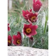 Kép 6/6 - Pulsatilla vulgaris 'Röde Klokke' (syn.: 'Rote Glocke') - Nyugati kökörcsin (piros)