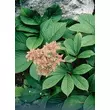 Kép 1/2 - Rodgersia pinnata - Tenyeres tópartifű