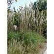 Kép 1/5 - Saccharum ravennae - Ravennai tollfű, ravennai szakálka