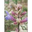 Salvia officinalis 'Tricolor' - Orvosi zsálya