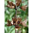 Kép 4/4 - Salvia officinalis 'Tricolor' - Orvosi zsálya