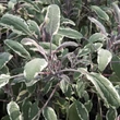 Kép 3/4 - Salvia officinalis 'Tricolor' - Orvosi zsálya