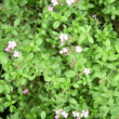 Saponaria ocymoides 'Rose' - Gyepes szappanfű