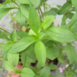 Kép 3/4 - Saponaria ocymoides 'Rose' - Gyepes szappanfű