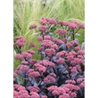 Kép 1/5 - Sedum 'Jose Aubergine' - Varjúháj