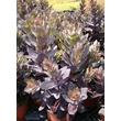 Kép 2/5 - Sedum 'Jose Aubergine' - Varjúháj