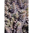 Kép 5/5 - Sedum 'Jose Aubergine' - Varjúháj