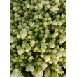 Kép 2/5 - Sedum acre 'Aureum' - Sárga virágú varjúháj