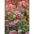Kép 1/5 - Sedum sieboldii - Októberi varjúháj