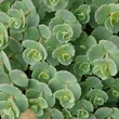 Kép 2/5 - Sedum sieboldii - Októberi varjúháj
