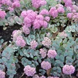 Kép 3/5 - Sedum sieboldii - Októberi varjúháj