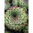 Kép 3/4 - Sempervivum calcareum - Díszes kövirózsa (zöld-bordó)