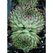 Kép 4/4 - Sempervivum calcareum - Díszes kövirózsa (zöld-bordó)