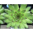 Kép 2/3 - Sempervivum tectorum 'Mettenianum' - Kövirózsa (rózsás)