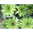 Kép 3/3 - Sempervivum tectorum 'Mettenianum' - Kövirózsa (rózsás)