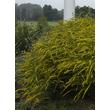 Kép 2/5 - Solidago rugosa 'Fireworks' - Aranyvessző