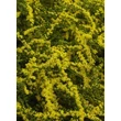 Kép 3/5 - Solidago rugosa 'Fireworks' - Aranyvessző