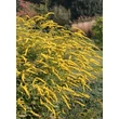 Kép 5/5 - Solidago rugosa 'Fireworks' - Aranyvessző