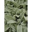 Kép 4/5 - Stachys byzantina - Gyapjas tisztesfű